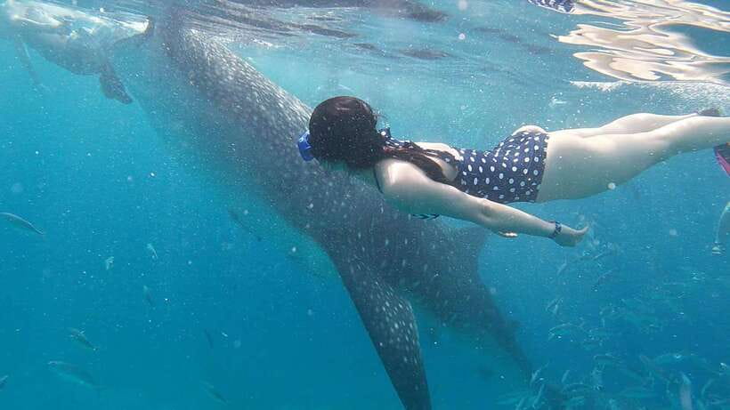 Cebu: WhaleShark , Tumalog Falls, & Sardine Run Snorkeling - Should you book it?