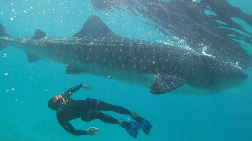 Cebu: WhaleShark , Tumalog Falls, & Sardine Run Snorkeling - Oslob whale sharks: the morning’s biggest draw