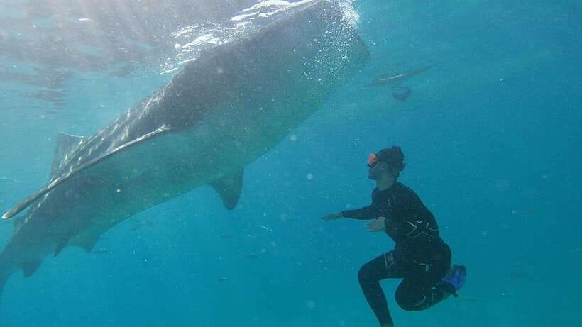 Cebu: WhaleShark , Tumalog Falls, & Sardine Run Snorkeling - Moalboal’s sardine run: the most unusual snorkeling stop
