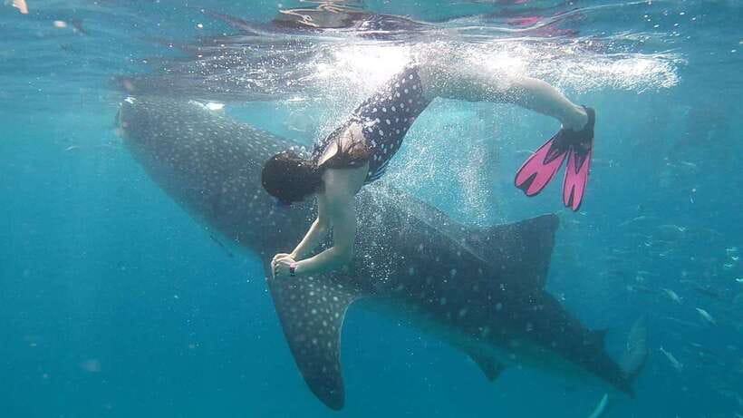 Cebu: WhaleShark , Tumalog Falls, & Sardine Run Snorkeling - The early start and the physical effort