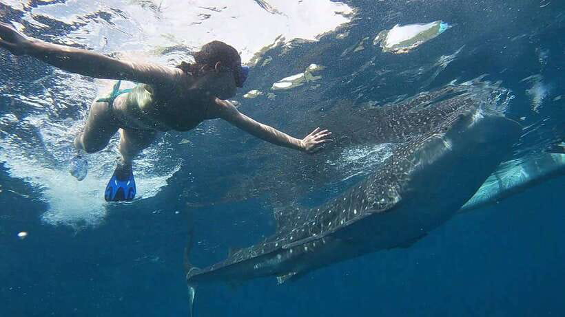 Cebu: WhaleShark , Tumalog Falls, & Sardine Run Snorkeling - What the $124 price really covers