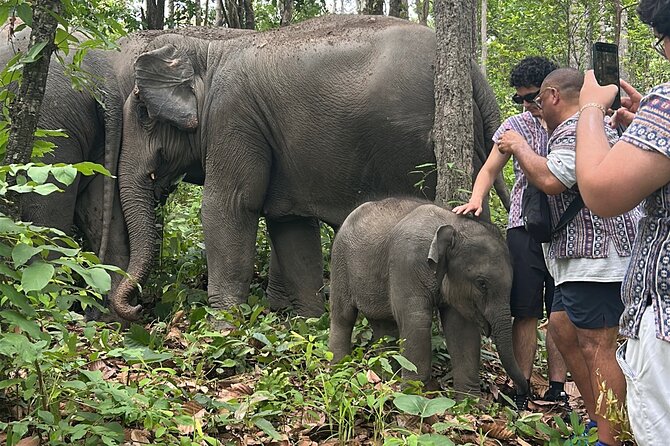 Chiang Mai 1 Day: Elephant Sanctuary, Waterfall & Bamboo Rafting - Key points at a glance