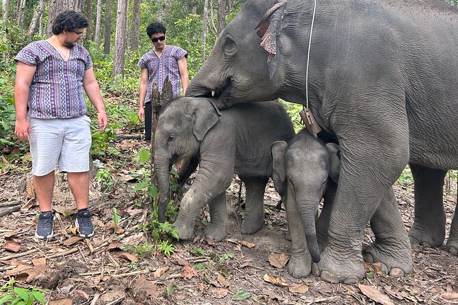 Chiang Mai 1 Day: Elephant Sanctuary, Waterfall & Bamboo Rafting - Feeding elephants at Doi Inthanon