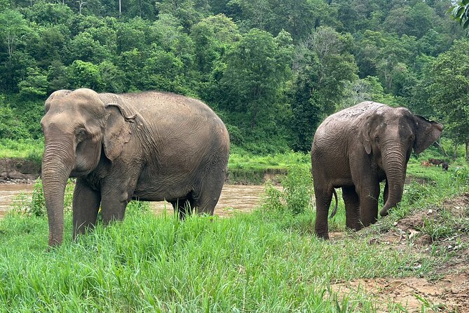 Chiang Mai 3 in 1 Zipline, Elephants and Sticky Waterfall - Lunch that breaks up the action