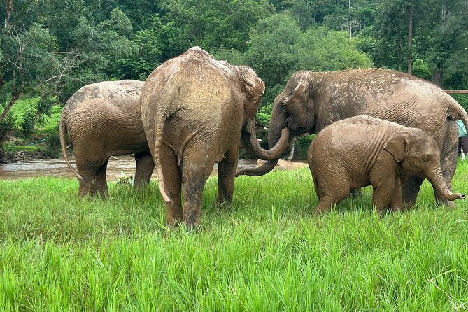 Chiang Mai 3 in 1 Zipline, Elephants and Sticky Waterfall - The guide can make or break a packed day