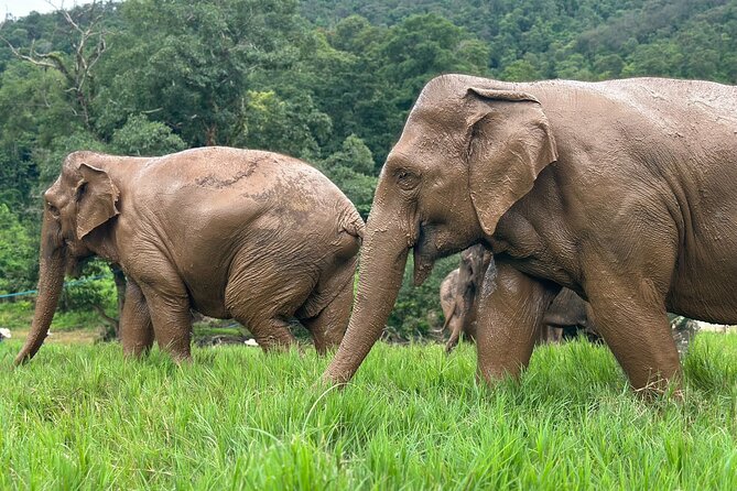 Chiang Mai 3 in 1 Zipline, Elephants and Sticky Waterfall - Is $120.06 a fair price?