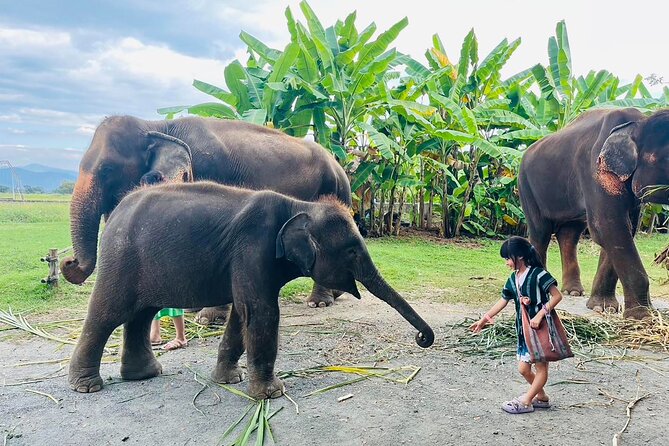 Chiang Mai Chapulin Elephant Care and Sticky Waterfall - Why the elephant activities feel more meaningful