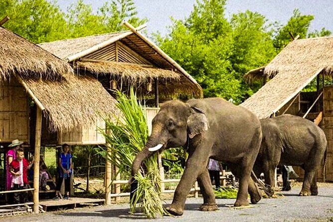 Chiang Mai Chapulin Elephant Care and Sticky Waterfall - Pickup, group size, and physical effort