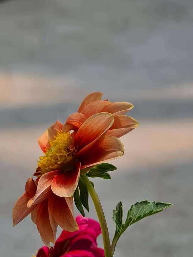 Chiang Mai: Dantewada Land of Angels & Sticky Waterfall Tour - What the $54 price really covers