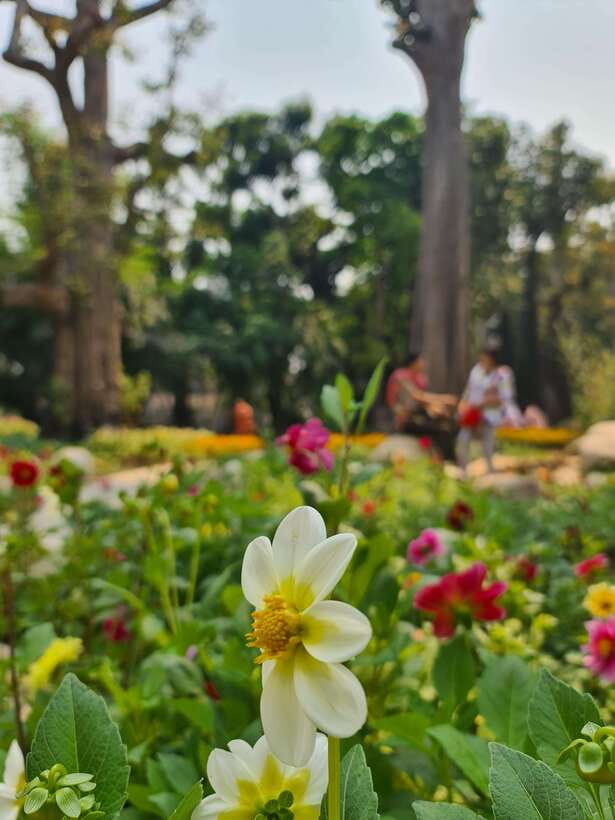 Chiang Mai: Dantewada Land of Angels & Sticky Waterfall Tour - Who will enjoy this Chiang Mai excursion?