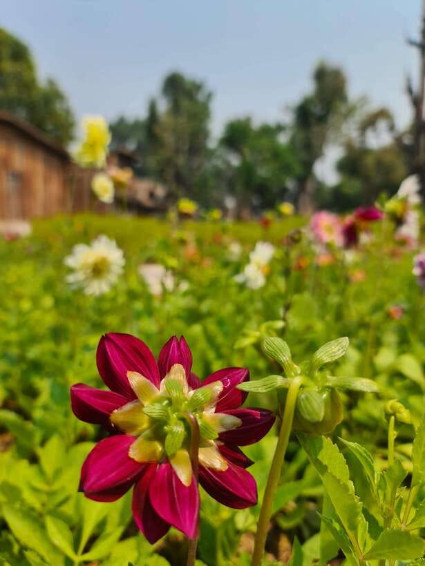Chiang Mai: Dantewada Land of Angels & Sticky Waterfall Tour - Should you book the Land of Angels and Sticky Waterfall tour?