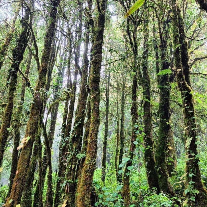 Chiang Mai: Doi Inthanon National Park & Waterfall Day Tour - Wachiratharn Waterfall is the wet finale