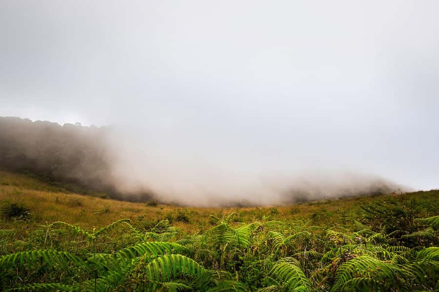 Chiang Mai: Doi Inthanon National Park, Waterfall & Lunch - Key points to know before booking