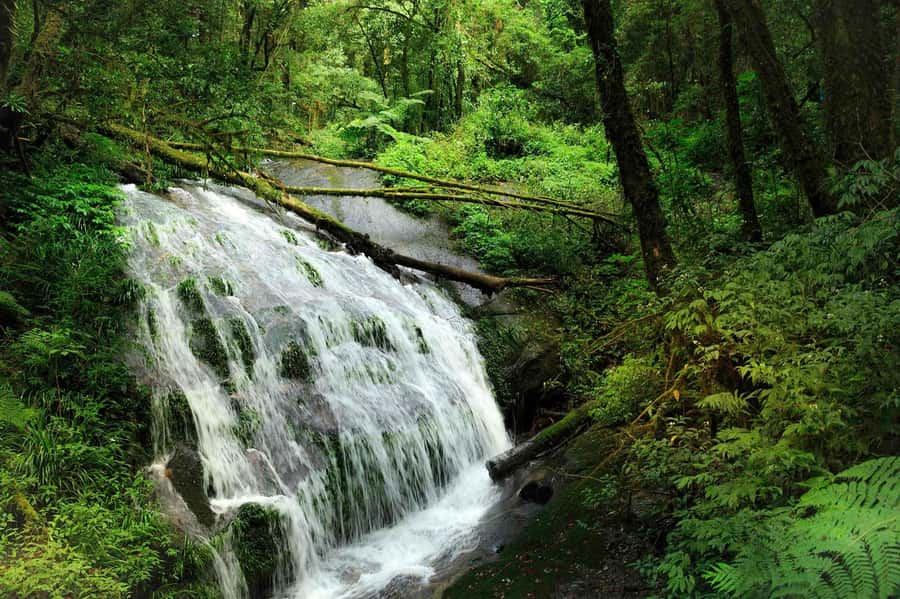 Chiang Mai: Doi Inthanon National Park, Waterfall & Lunch - Why Doi Inthanon makes a good day trip from Chiang Mai