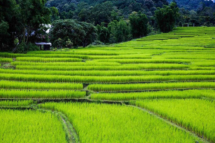 Chiang Mai: Doi Inthanon National Park, Waterfall & Lunch - The summit area and Thailand’s highest point