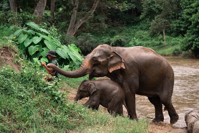 Chiang Mai Elephant Sanctuary, Bamboo Rafting and Waterfall Tour - Key points to know before booking