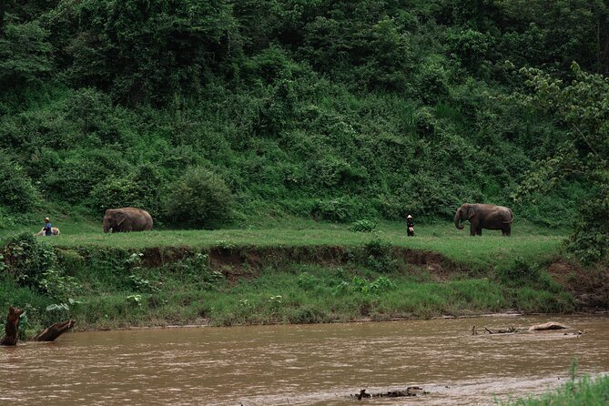 Chiang Mai Elephant Sanctuary, Bamboo Rafting and Waterfall Tour - Why this Chiang Mai day works so well