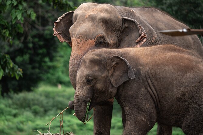 Chiang Mai Elephant Sanctuary, Bamboo Rafting and Waterfall Tour - New Elephant Home: what the sanctuary visit involves