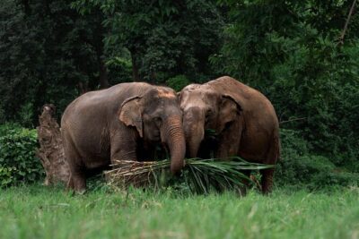 Chiang Mai Elephant Sanctuary, Bamboo Rafting and Waterfall Tour