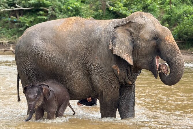Chiang Mai Elephant Sanctuary, Bamboo Rafting and Waterfall Tour - Why guide quality matters on the elephant stop