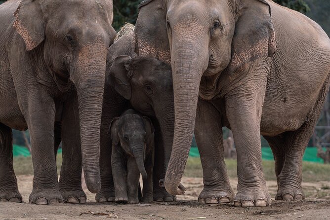 Chiang Mai Elephant Sanctuary, Bamboo Rafting and Waterfall Tour - Bamboo rafting through the Mae Tang area