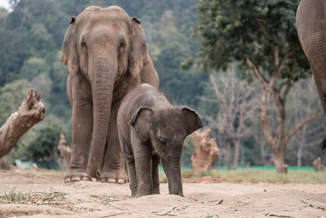 Chiang Mai Elephant Sanctuary, Bamboo Rafting and Waterfall Tour - The timing, transport, and group experience