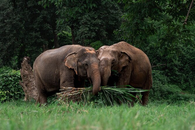 Chiang Mai Elephant Sanctuary, Bamboo Rafting and Waterfall Tour - Bua Tong Waterfall: climb the sticky falls barefoot
