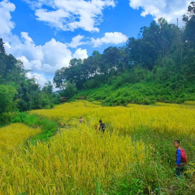 Chiang Mai: Elephant Sanctuary & Jungle Trek w/ Waterfall - Key points to know before booking