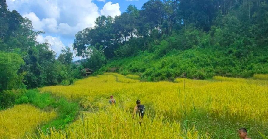 Chiang Mai: Elephant Sanctuary & Jungle Trek w/ Waterfall - Why this day works so well as a Chiang Mai outing