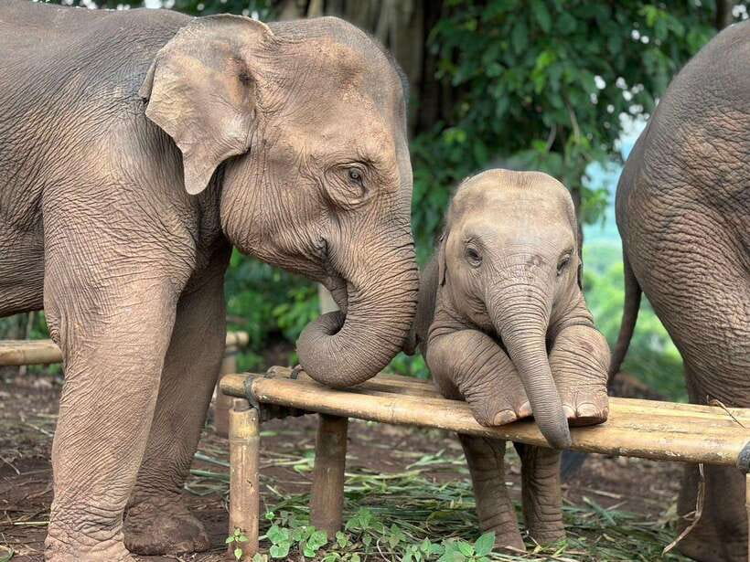 Chiang Mai: Elephant Sanctuary, Waterfall & Bamboo Rafting - Key points to know before booking
