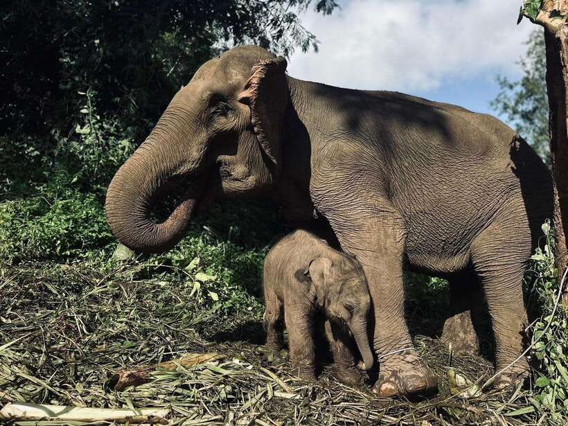 Chiang Mai: Elephant Sanctuary, Waterfall & Bamboo Rafting - Why this Chiang Mai day works so well