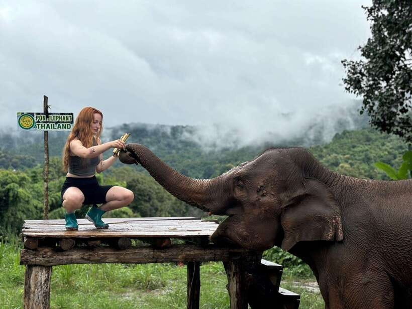 Chiang Mai: Elephant Sanctuary, Waterfall & Bamboo Rafting - Walking through the forest with elephants