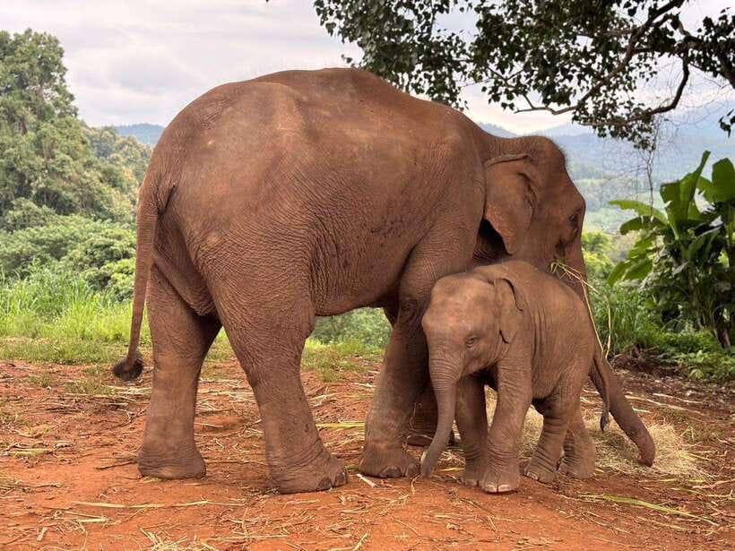 Chiang Mai: Elephant Sanctuary & Waterfall Group Tour - Why this Chiang Mai elephant day feels different