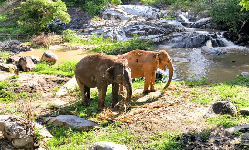 Chiang Mai: Ethical Half Day Elephant Sanctuary & Waterfall - Feeding the elephants without turning them into a photo prop