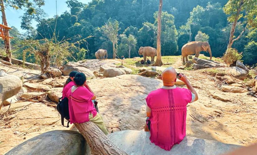 Chiang Mai: Ethical Half Day Elephant Sanctuary & Waterfall - Following a herd through the jungle