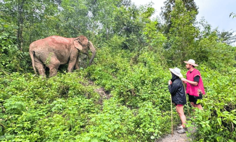 Chiang Mai: Ethical Half Day Elephant Sanctuary & Waterfall - Pad Thai, fresh fruit, and herbal tea by the water