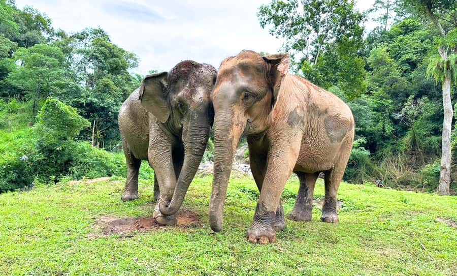 Chiang Mai: Full Day Ethical Elephant Sanctuary & Waterfall - Meeting the elephants in Mae Wang