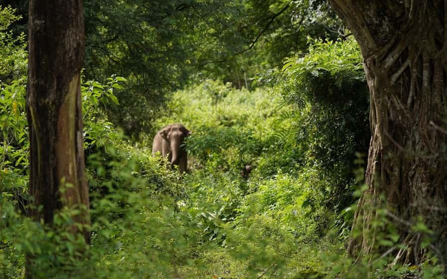 Chiang Mai Half-Day Adventure: River Tubing & Waterfall - The real appeal: elephants seen from the Mae Taeng River