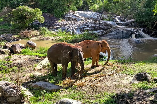 Chiang Mai Half Day Elephant Sanctuary Observation and Waterfall - A respectful elephant encounter in the Chiang Mai hills