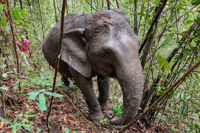 Chiang Mai Half Day Elephant Sanctuary Observation and Waterfall - The 90-minute ride from Chiang Mai