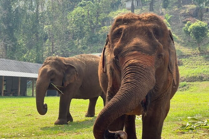 Chiang Mai Half Day Elephant Sanctuary Observation and Waterfall - Lunch, drinks, and a simple Thai craft