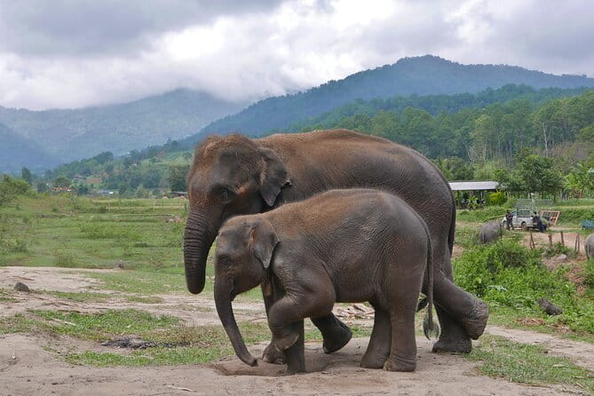 Chiang Mai Half Day Elephant Sanctuary Observation and Waterfall - What the $58.67 price includes