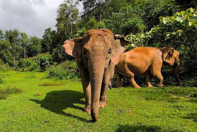 Chiang Mai Half Day Elephant Sanctuary Observation and Waterfall - Booking advice and cancellation terms
