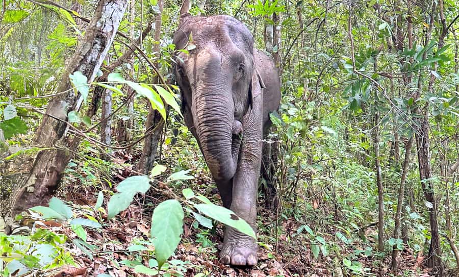 Chiang Mai: Inthanon, Ethical Elephant Sanctuary & Waterfall - What the $76 price really covers