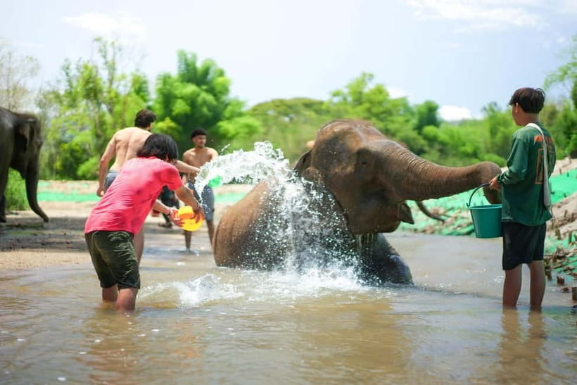 Chiang Mai: Jungle Jumbo Elephant Sanctuary with Waterfall - A six-hour day beyond Chiang Mai Old Town