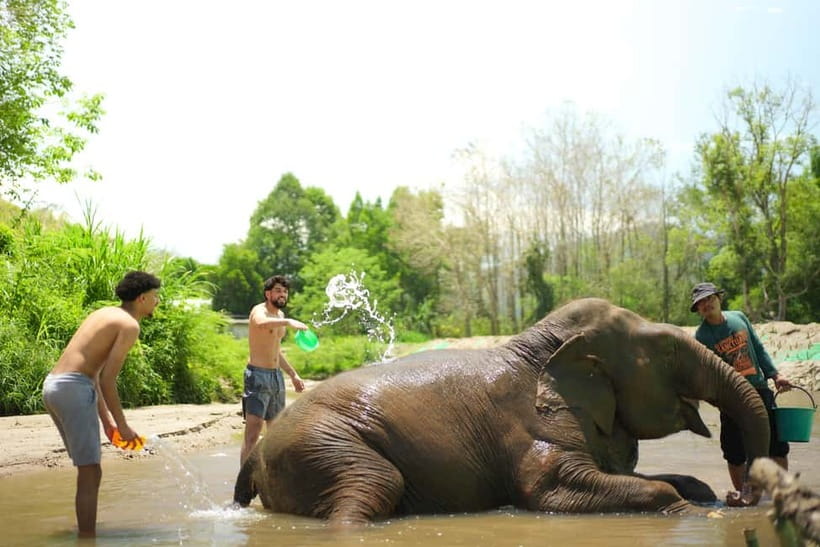 Chiang Mai: Jungle Jumbo Elephant Sanctuary with Waterfall - Pad Thai, snacks, and the practical value
