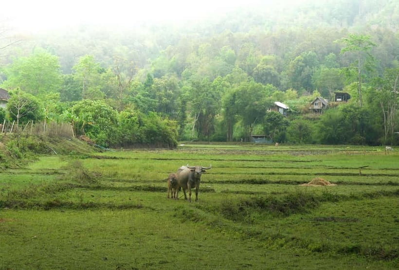 Chiang Mai: Jungle Jumbo Elephant Sanctuary with Waterfall - What the guide can add to the experience
