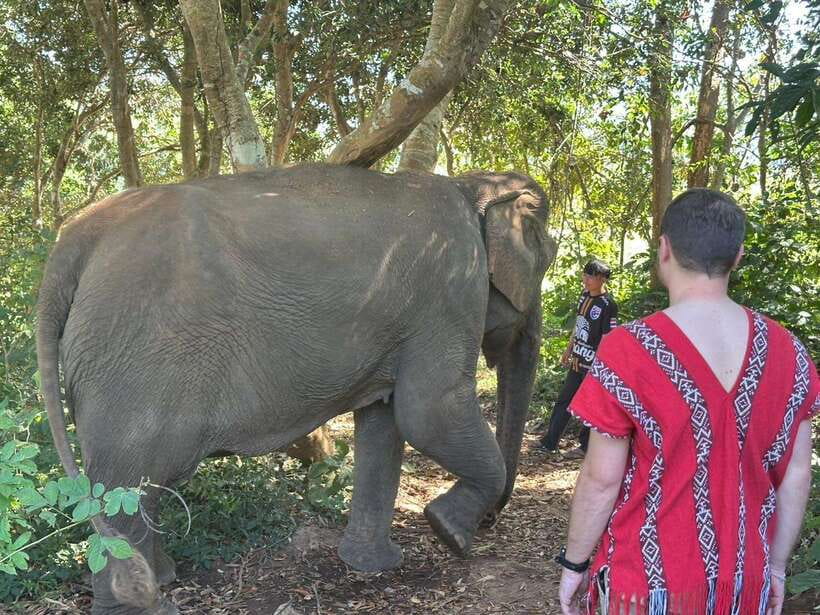 Chiang Mai Untouched Elephant: Nature Walk & Waterfall Trek - Preparing food and feeding the elephants