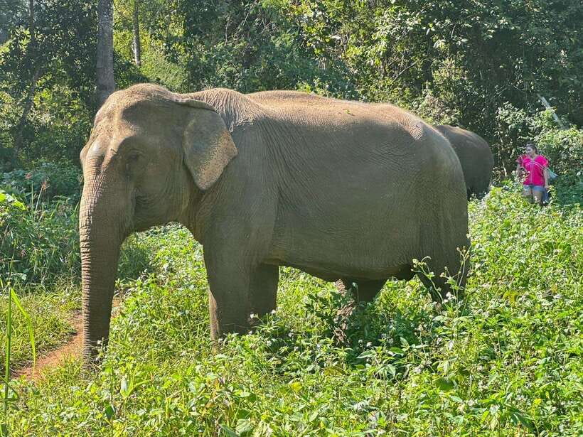 Chiang Mai Untouched Elephant: Nature Walk & Waterfall Trek - Walking through the jungle without saddles