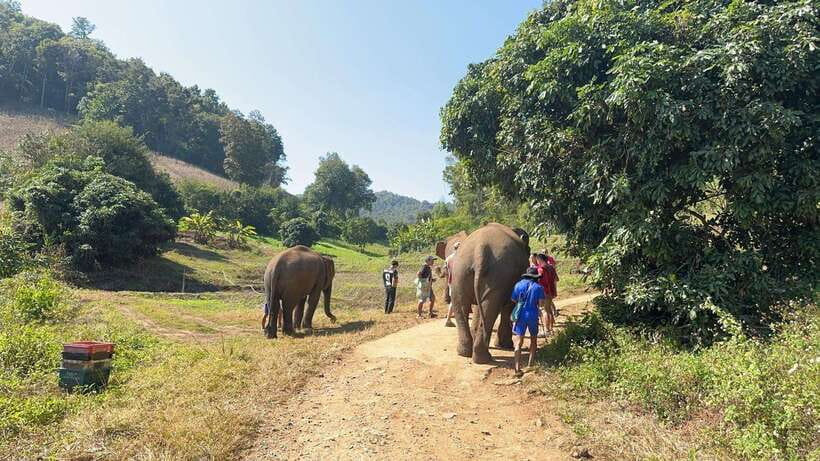 Chiang Mai Untouched Elephant: Nature Walk & Waterfall Trek - River mud, bathing time, and what to pack